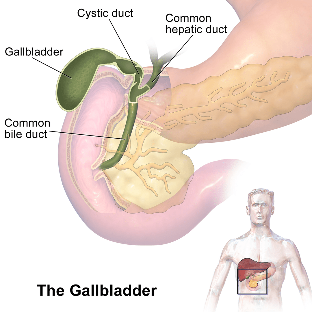 Gallbladder - Wikipedia