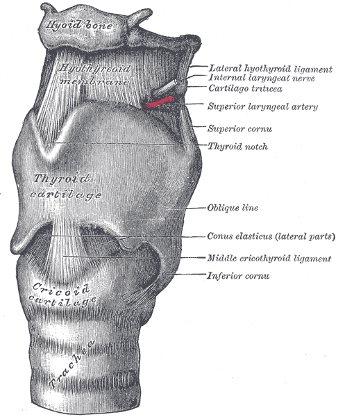 Larynx — Wikipédia