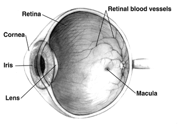 Retina - Wikipedia