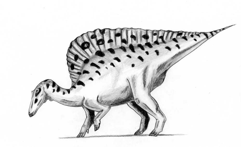 Ouranosaurus — Wikipédia