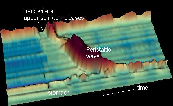 Peristalsis - Wikipedia