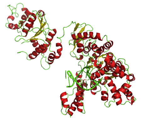 Taq polymérase — Wikipédia