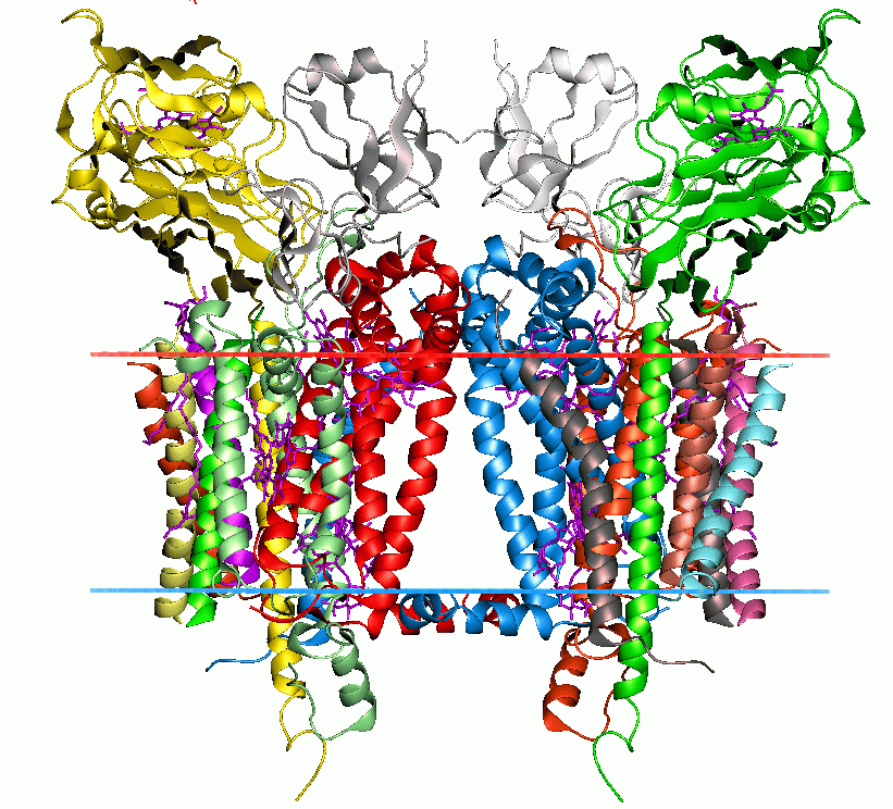 Cytochrome b6f complex - Wikipedia