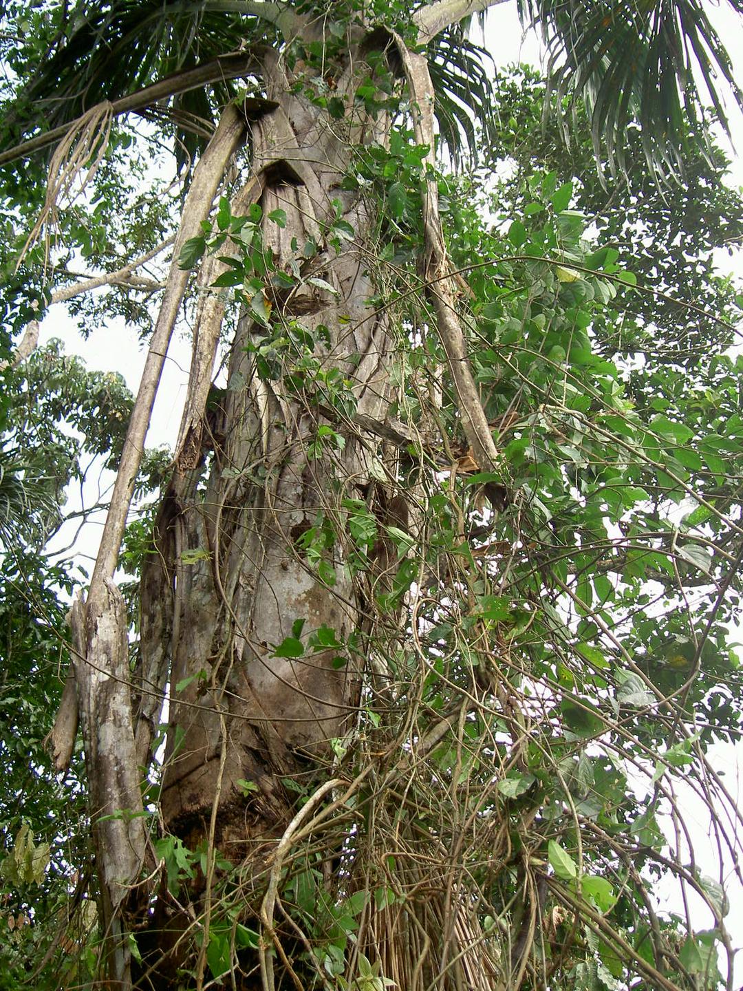 Ayahuasca — Wikipédia