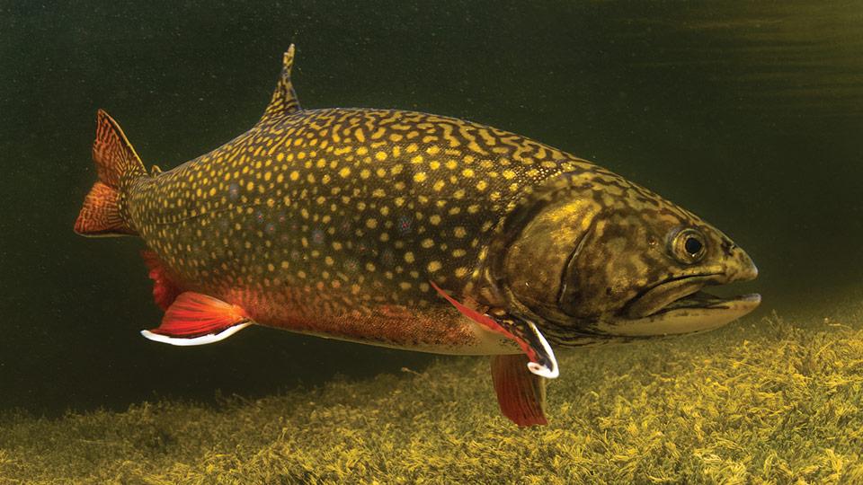 Brook trout - Wikipedia