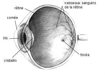 Fovéa — Wikipédia