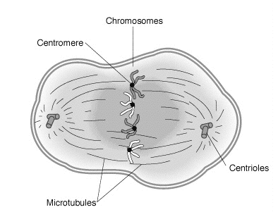 Métaphase — Wikipédia