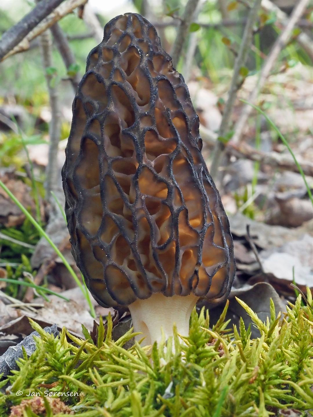 Morchella — Wikipédia