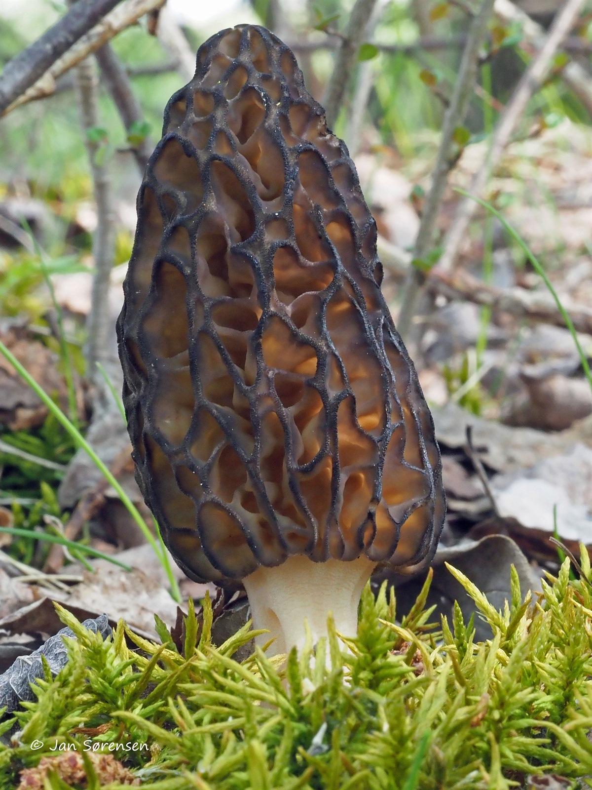 Morchella — Wikipédia