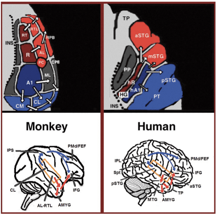 Language processing in the brain - Wikipedia