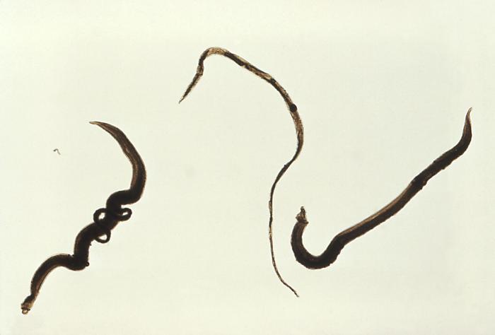 Schistosoma mansoni — Wikipédia