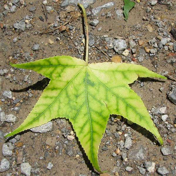 Chlorose — Wikipédia