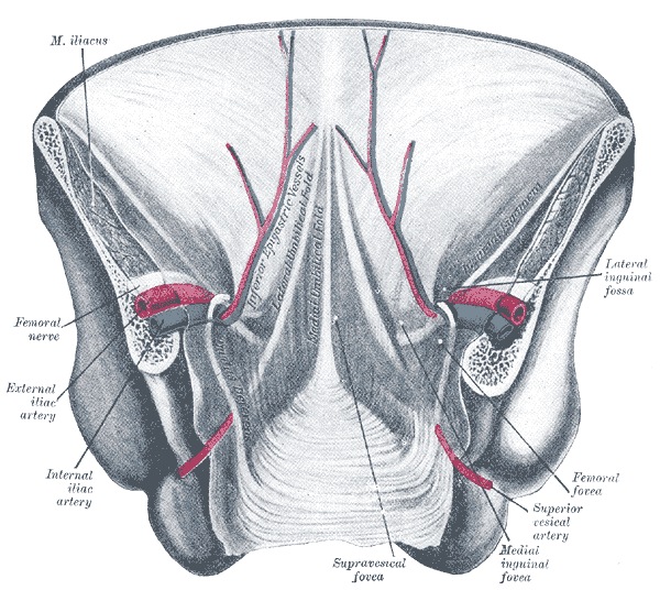 Median umbilical ligament - Wikipedia