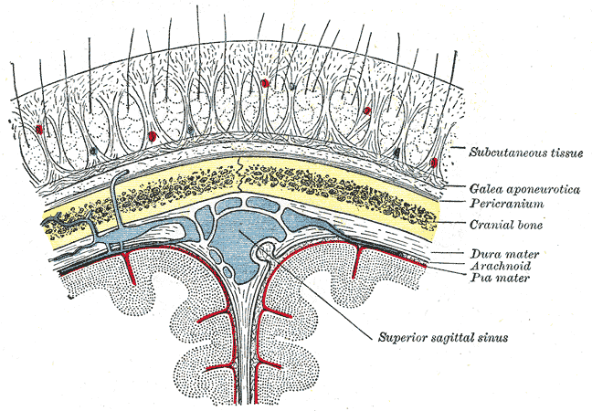 Cuir chevelu — Wikipédia