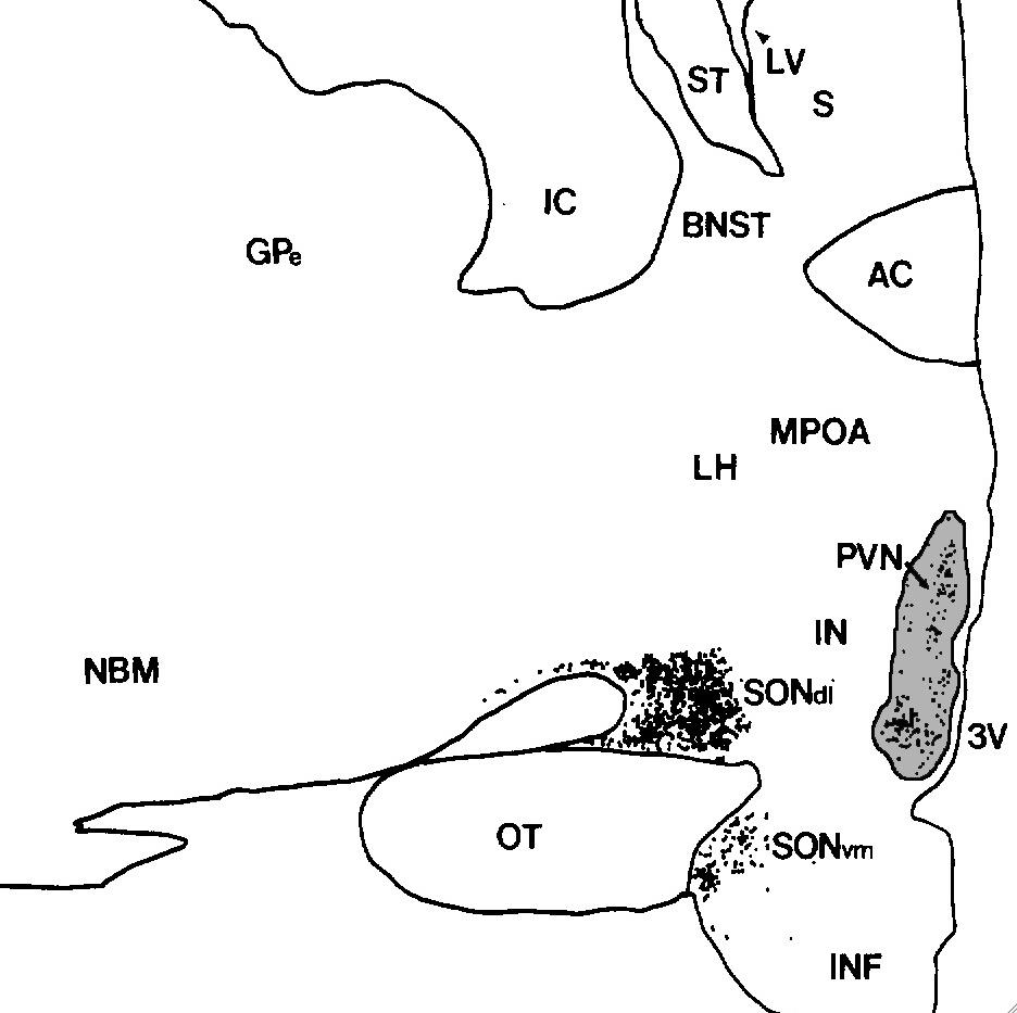 Noyau paraventriculaire de l'hypothalamus — Wikipédia