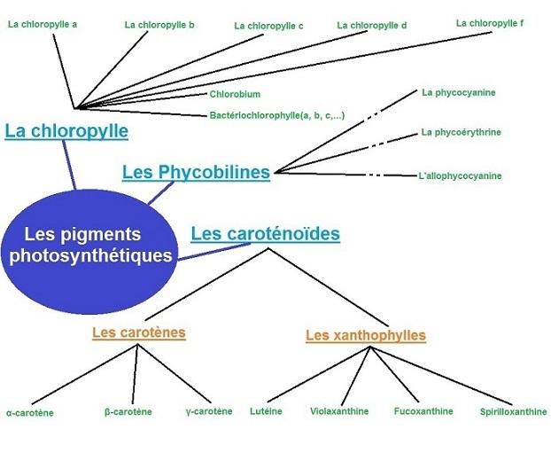 Pigment photosynthétique — Wikipédia