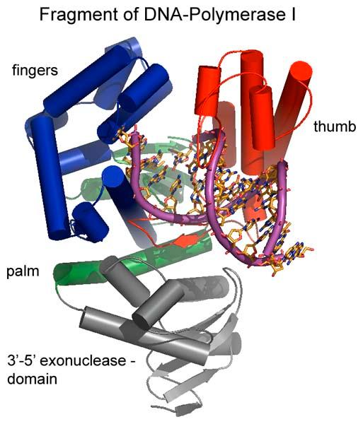 Exonuclease - Wikipedia