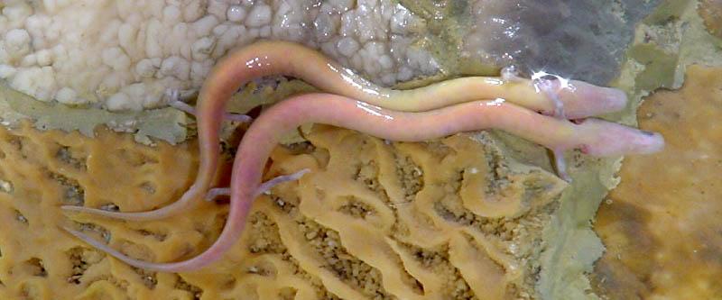 Olm - Wikipedia