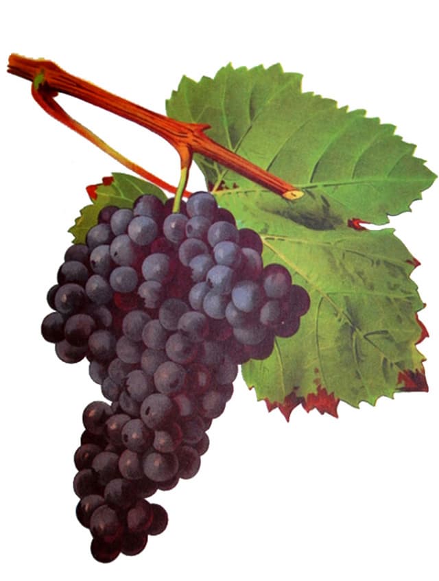 Tannat - Wikipedia