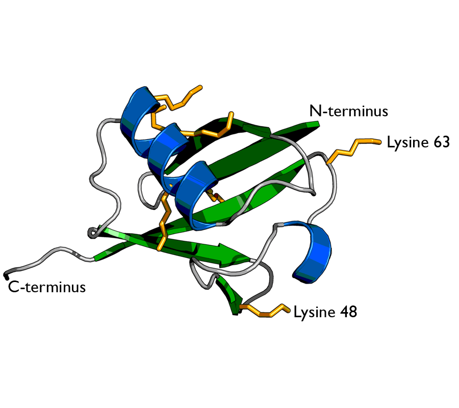 Ubiquitine — Wikipédia