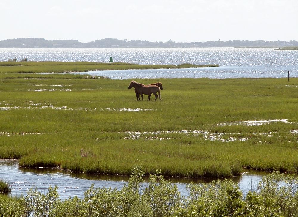 Feral horse - Wikipedia