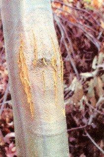 Plant disease resistance - Wikipedia