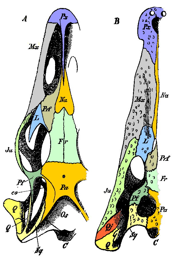 Jugal bone - Wikipedia