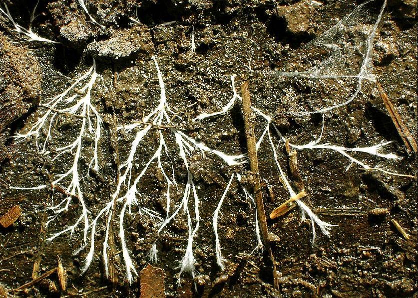 Mycelial cord - Wikipedia