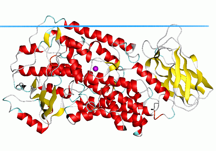 Lipoxygénase — Wikipédia