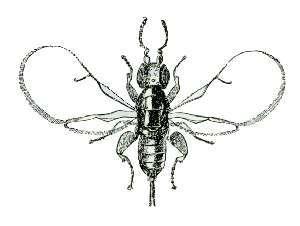 Fig wasp - Wikipedia