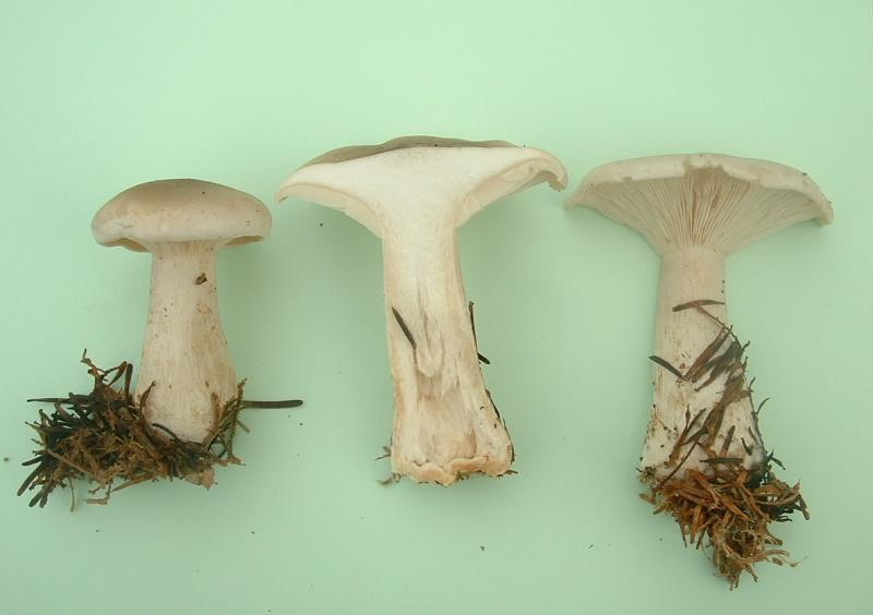 Basidiomycota — Wikipédia