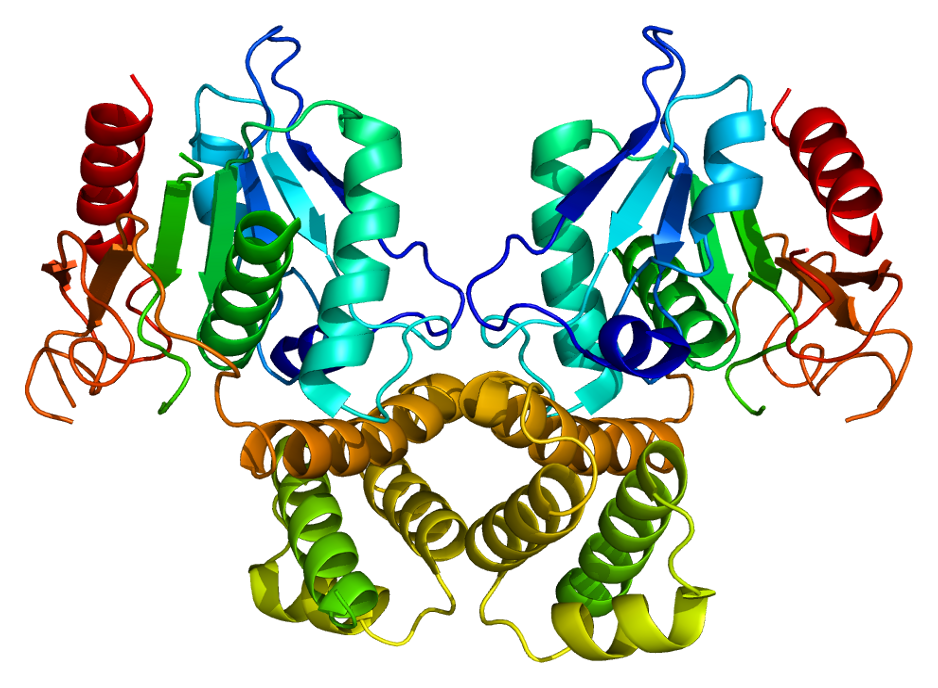 Acide gras synthase — Wikipédia