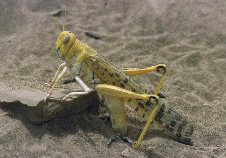 Desert locust - Wikipedia