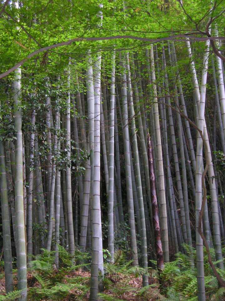 Bamboo - Wikipedia