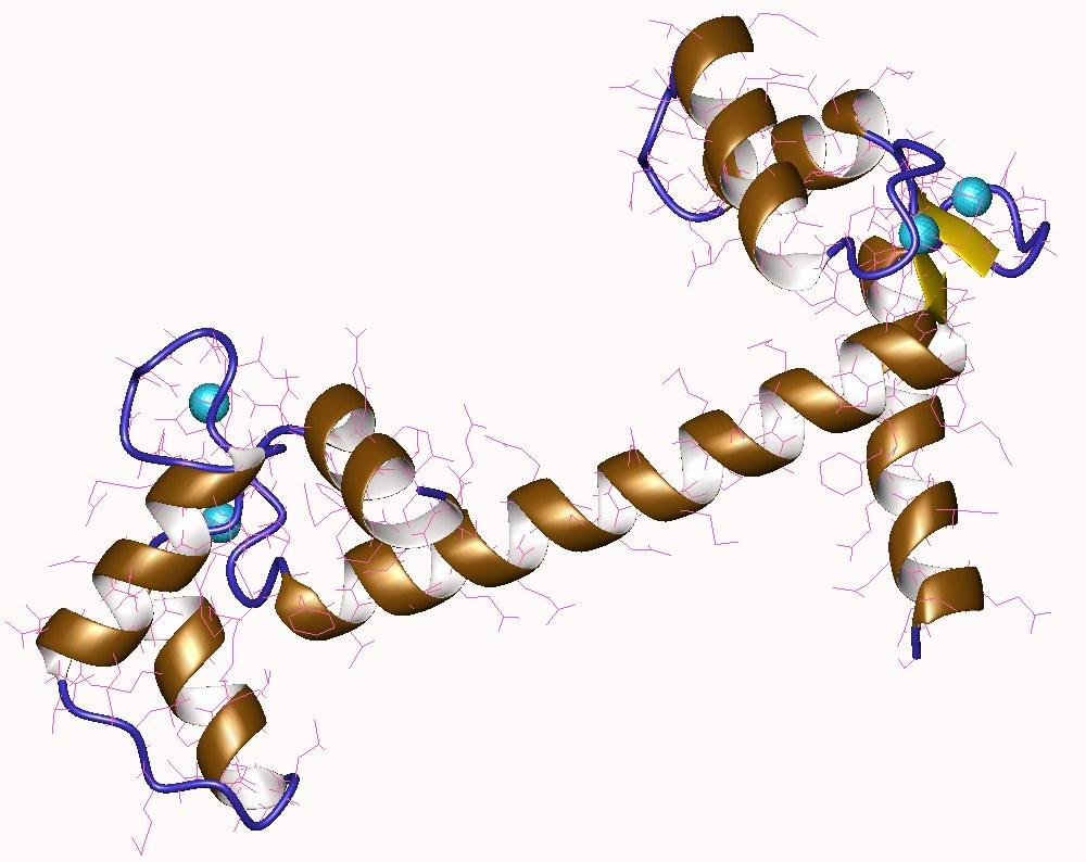 Calmoduline — Wikipédia