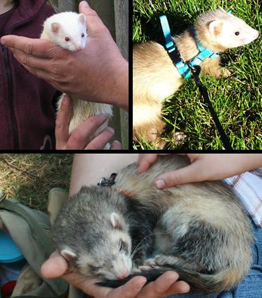 Furet — Wikipédia