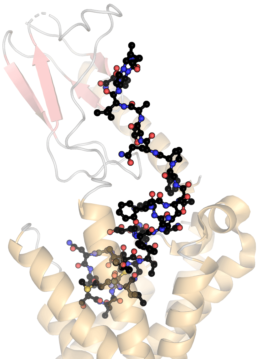Calcitonin - Wikipedia
