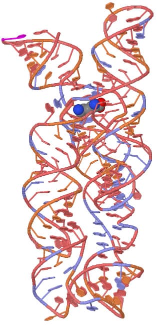 Riboswitch - Wikipedia