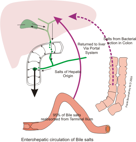 Bile — Wikipédia