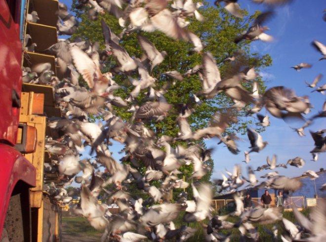 Pigeon racing - Wikipedia