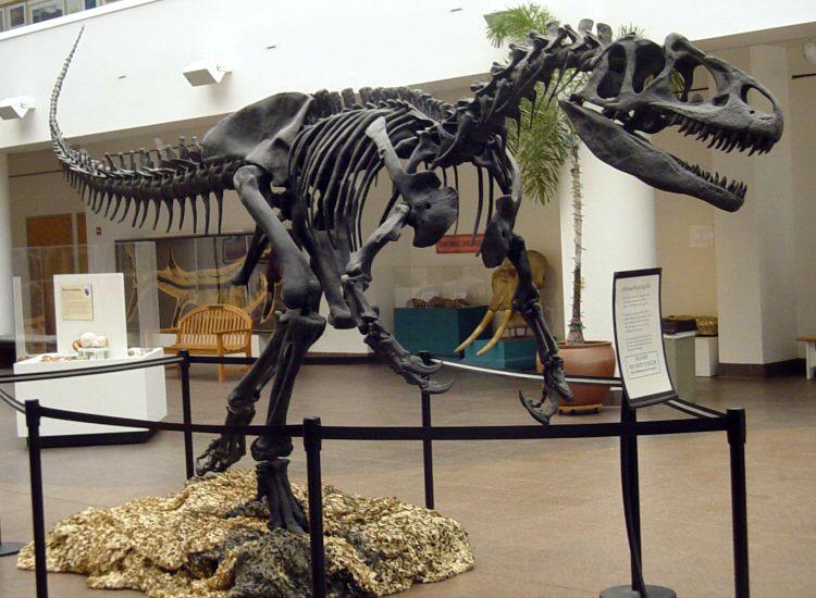 Allosaurus - Wikipedia