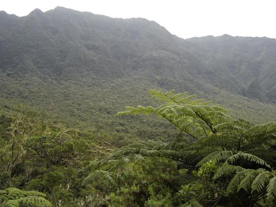 Forêt tropicale — Wikipédia