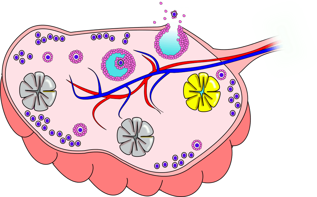 Ovary - Wikipedia