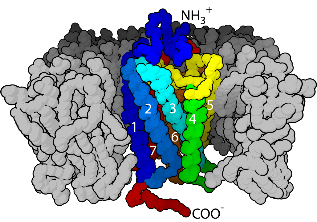 Cell surface receptor - Wikipedia