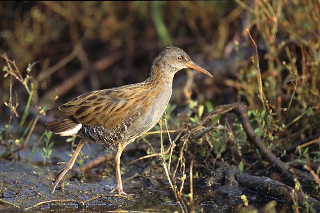 Rallidae — Wikipédia