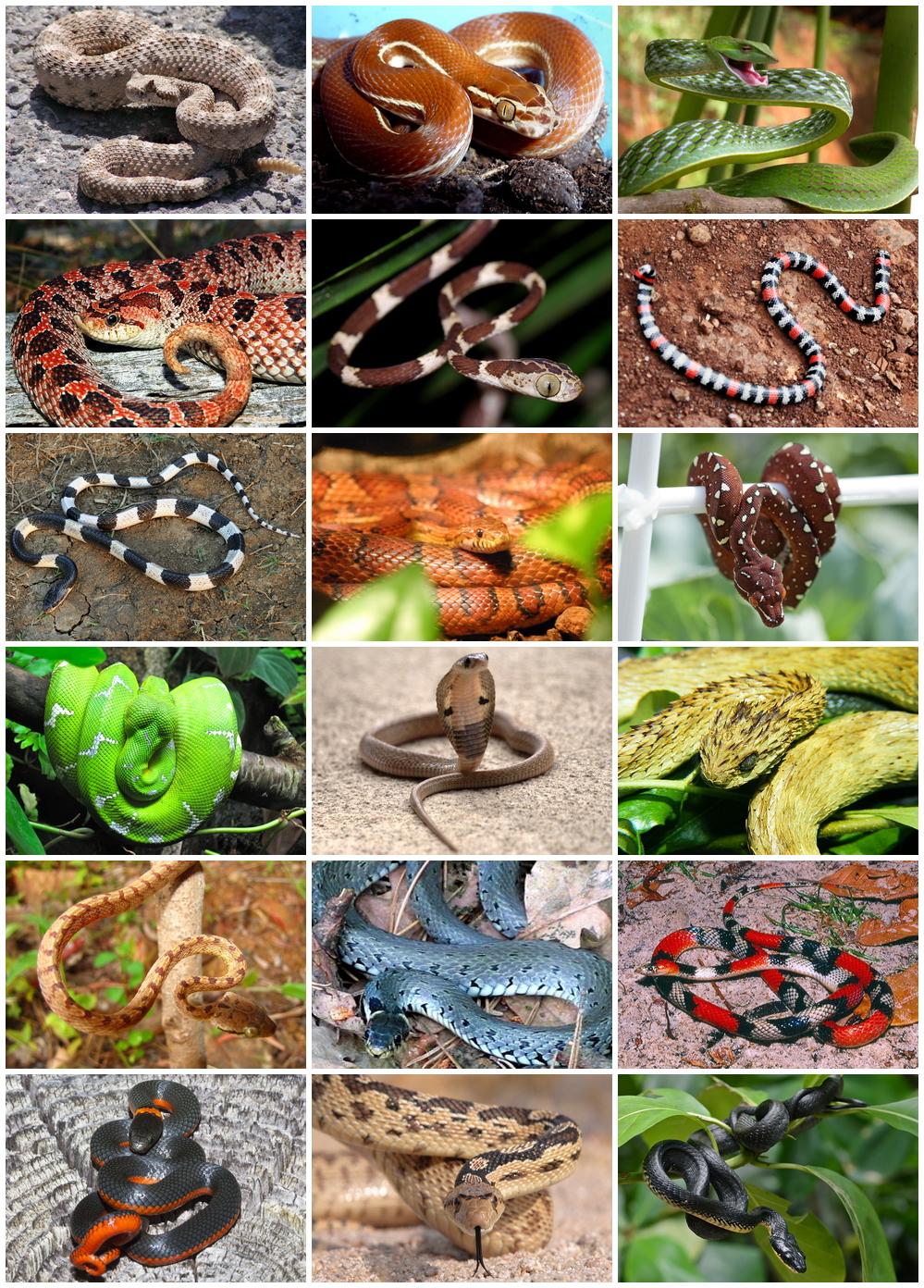 Serpentes — Wikipédia