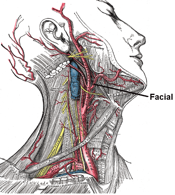 Artère faciale — Wikipédia