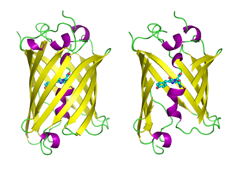 Protéine fluorescente verte — Wikipédia