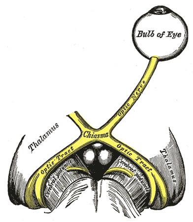 Optic nerve - Wikipedia