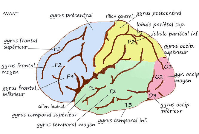 Gyrus postcentral — Wikipédia